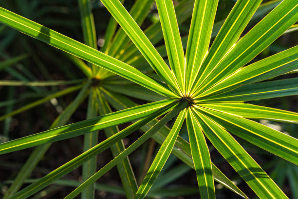 팔메 토 1 - palmetto 뉴스 사진 이미지