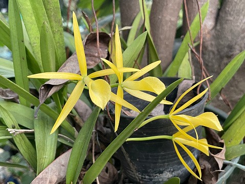 beautiful orchid flower in the garden