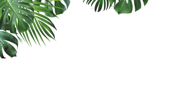 istock Summer tropical leaves isolated on white background with copy space 2034103874