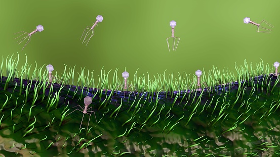 3d rendering of bacteriophages that infect and destroy bacteria. Phages scan for specific receptors on bacteria, once attached, they inject their genetic material into the bacterial cell