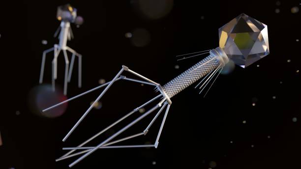 70+ Batteriofago T4 Foto stock, immagini e fotografie royaltyfree iStock