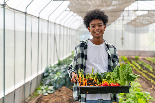 Happy African teenage boy holding a crate of organic vegetables in greenhouse garden. School student enjoy outdoor lifestyle learning and working with nature healthy food for sustainable living.