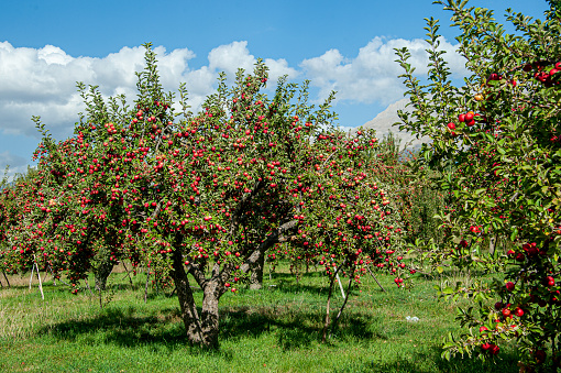 Red apples in the apple garden