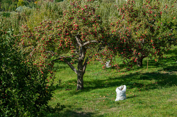 A sack of apples picked from the tree in the apple orchard