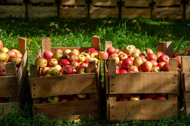 istock Two crates of apples 2034161729