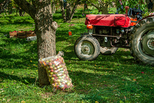 A sack of apples and a tractor in the apple garden