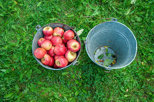 A bucket full of apples and an empty bucket next to it