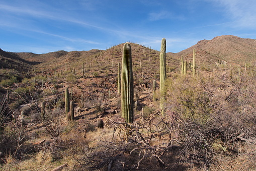 Saguaro cacti, Carnegiea gigantea, on the King Canyon Trail in Saguaro National Park near Tucson, Arizona.
