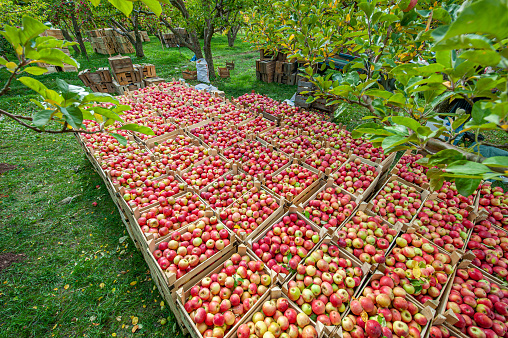 Aerial views over top of rows of orange trees in plantation