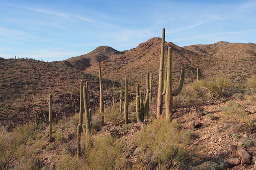 Saguaro cacti, Carnegiea gigantea, on the King Canyon Trail in Saguaro National Park near Tucson, Arizona.