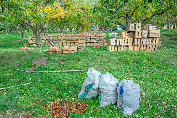 istock Apples collected in crates and sacks in the apple garden 2034168808