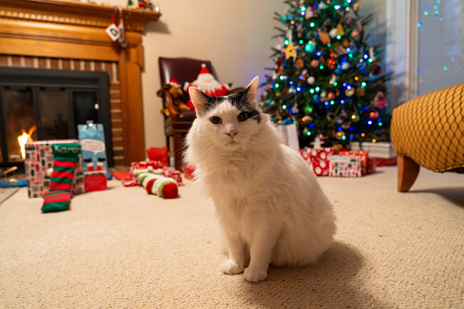 Black and white cat in front of a christmas tree and presents. The tree is lit, and there is a fireplace hearth in the background.