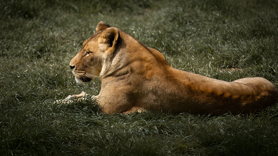 Young lion rests in morning grass