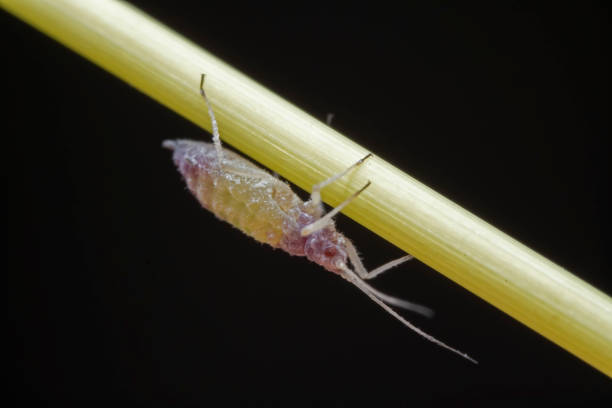 Red Aphids in Nature