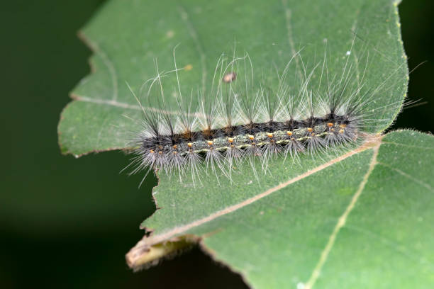 istock Lepidoptera larvae in the wild, North China 2034220553