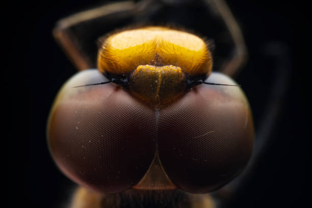 istock Close up of dragonfly compound eye, North China 2034221072
