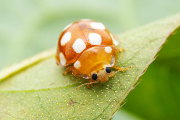 istock Ladybugs on wild plants, North China 2034222605
