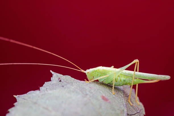 Tree cricket on wild plants, North China