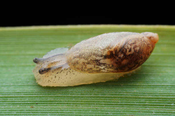 istock Snails on wild plants, North China 2034225758