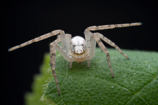 An argiope spider in a wild garden.