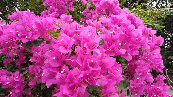 Close up of pink bougainvillea flowers and leaves. Beautiful colorful blooming flowers with cute bush growing in the garden.