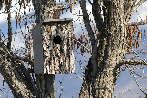 Bird House on a tree
