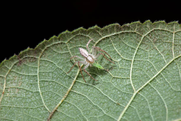 Spiders in the wild, North China