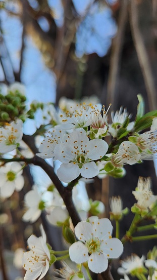 Pequeña flor blanca de un árbol de ciruelas, que no es apreciado pero siempre es visto