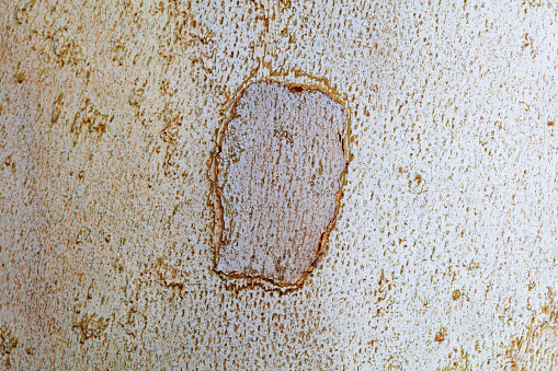 The texture of the bark of Paulownia,