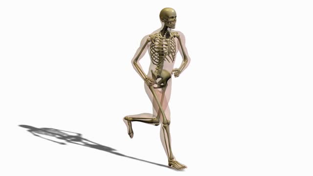walking human skeleton