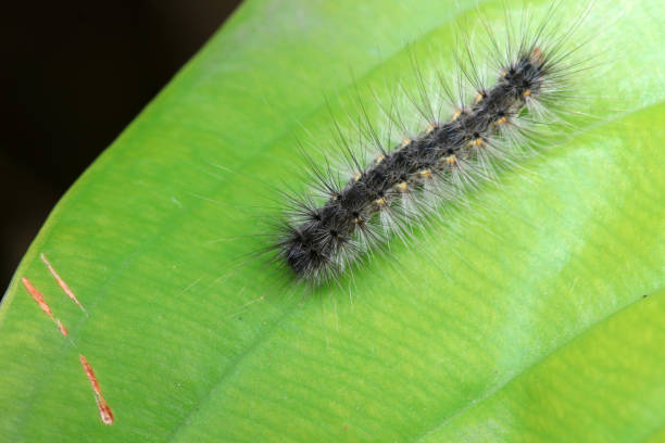 istock Lepidoptera larvae in the wild, North China 2034321517