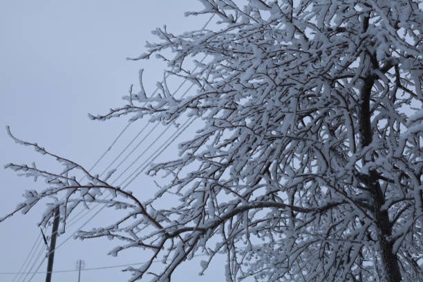 snowcovered tree with power lines in freezing natural landscape - on branch imagens e fotografias de stock