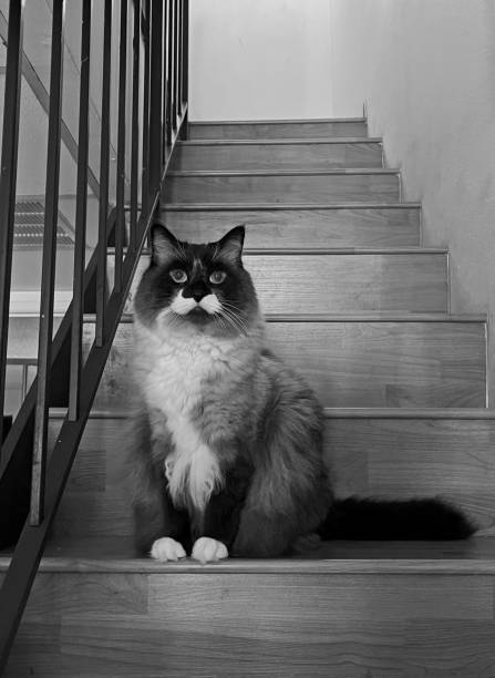 istock Cat on Stairs in Black and White 2034370052
