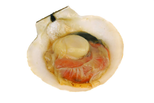 istock close up on fresh raw scallop isolated on white background 2034387730
