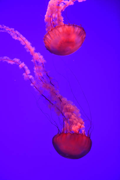 istock Close up on jellyfish under red light 2034388782