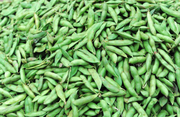 nahaufnahme auf grüne sojabohnenschote als lebensmittelhintergrund - soybean bean edamame pod stock-fotos und bilder