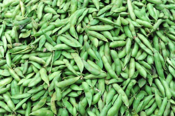 close up on green soybean pod as food background - soybean bean edamame pod stock-fotos und bilder