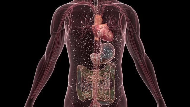 animation of organs in the human body