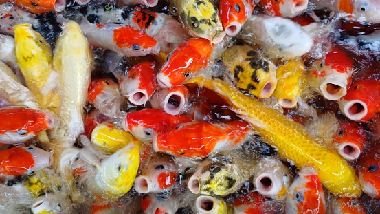 Group of colorful Koi fish or Japanese Koi carp swimming in the healthy pond in Vietnam. Fish looking for food.