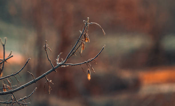 istock Autumn nature in dew and frost 2034418389