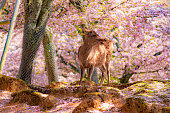 Shika Deer with Pink Sakura Trees background in springtime at Nara Park, Nara, Japan