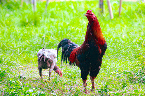Two chickens are looking for food in the field