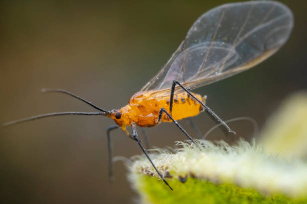 istock Aphids in the wild, North China 2034441520
