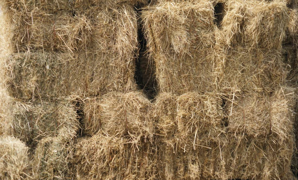 istock close up on stacking dry hay in the farm barn 2034445086