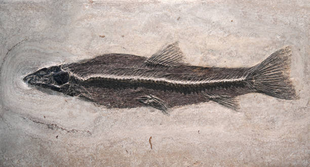istock close up on fossil fish in the rock 2034451070