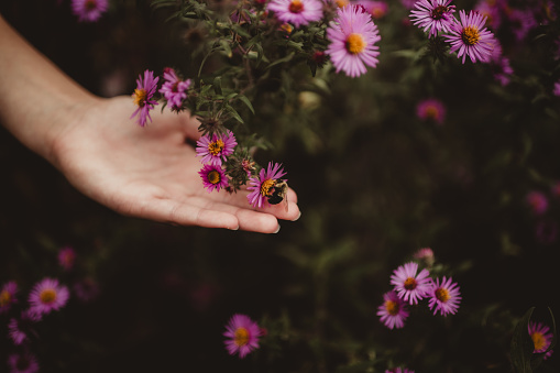 Human hand supporting a flower with bumble bee on top