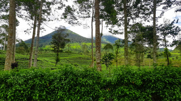 istock trees in the mountains. Beautiful view 2034463990