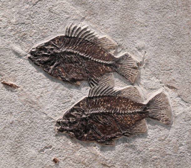 istock close up on fossil fish in the rock 2034468119