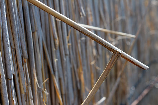 Artistic and creative composition with a detail of a fence made of cane, Arundo donax.