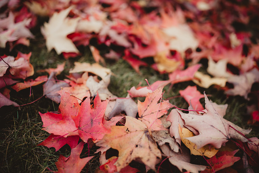 Colorful fall leaves for background